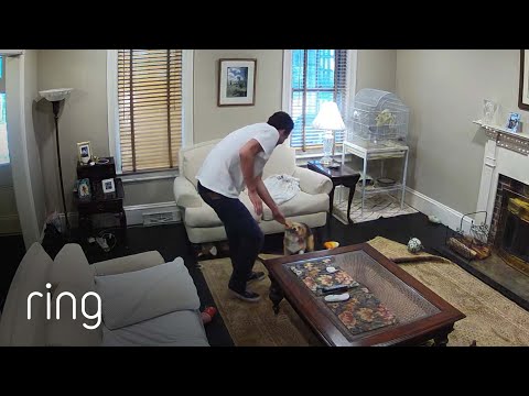 This High Energy Corgi Likes to Play Non-Stop | Pet Portraits