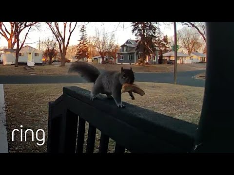 You Heard of the Pizza Rat, But Have You Heard of the Pizza Squirrel? | RingTV
