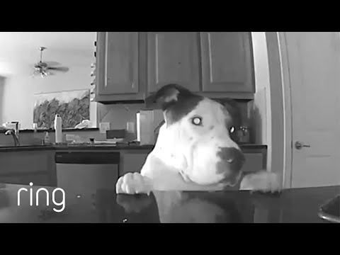Is This Adorable Dog Trying to Get His Mom’s Attention? | Pet Portraits