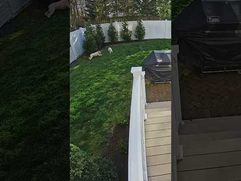 This is why two dogs are always better than one