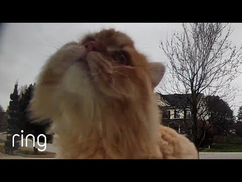 When This Cat was Done Playing Outside, He Knew What to do! | RingTV