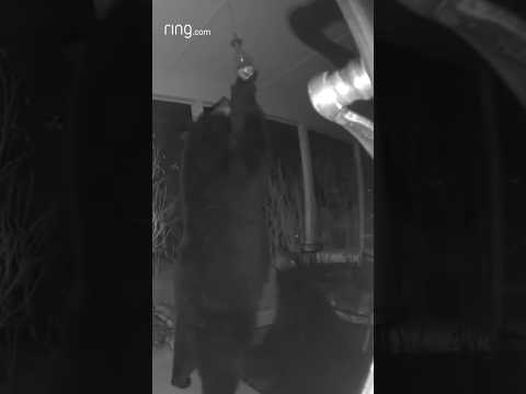 “If they wanted to feed us, why did they place the food up so high?” – This bear