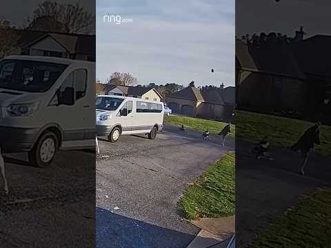 Challenge unlocked: Can you throw a football through a basketball hoop?