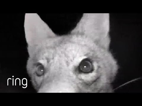 Have You Ever Looked Into The Mouth of a Coyote? | RingTV