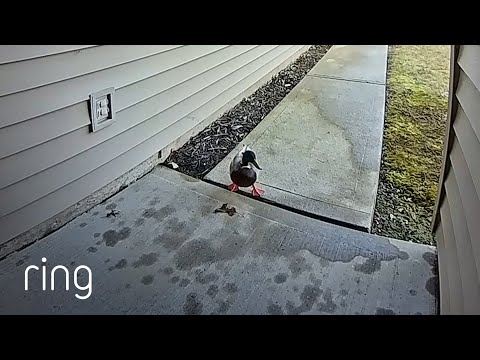 Duck “Nopes” Out of The House When Confronted With Motion Warning | RingTV