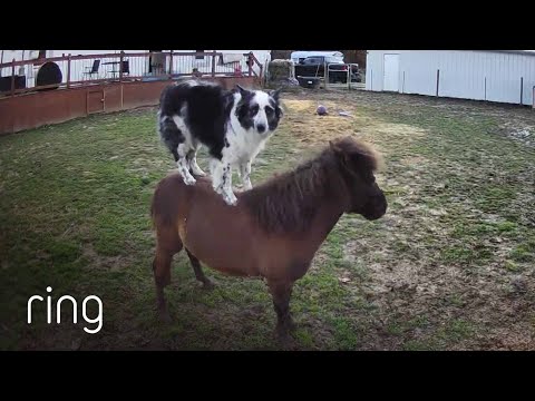 The Cutest Piggyback Ride! | RingTV