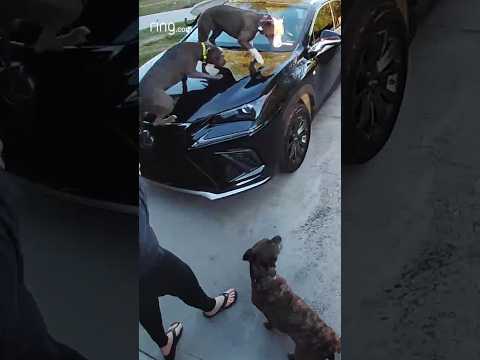 They were so excited, they forgot how to act!