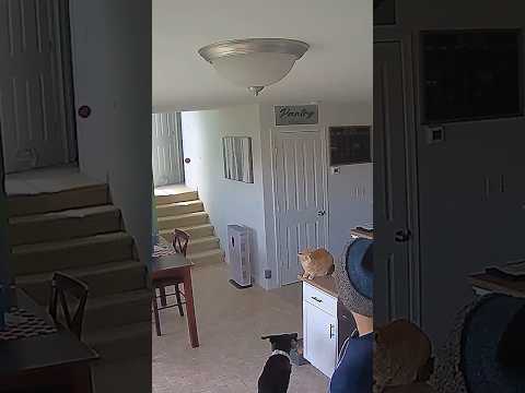 Even his cat was impressed with the throw
