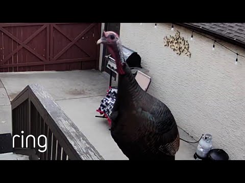 Can You Believe What Was Waiting For Her Outside? | RingTV
