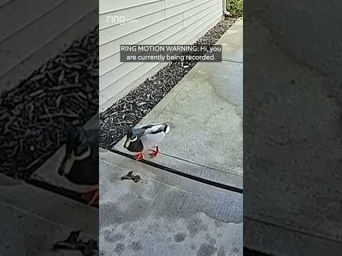 This porch pirate was looking for some bread…