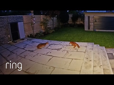 Two Foxes Use a Garden as a Playground | RingTV