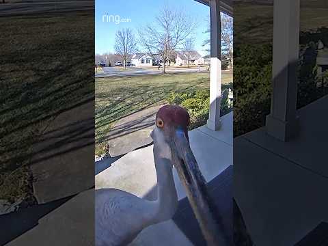 Does this Sandhill crane really expect to be let inside?