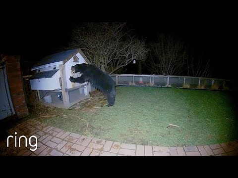 Who Wins? Bear or Chicken Coop? | RingTV