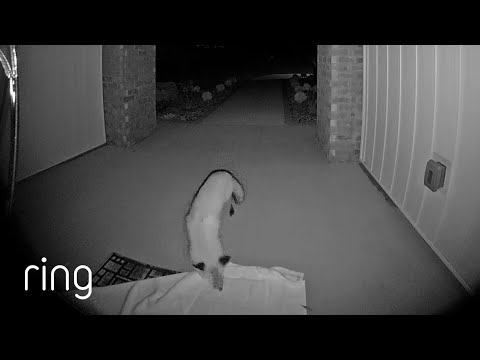 Will Motion Warning Work Against a Fox? | RingTV