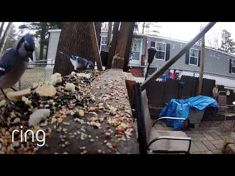 Communal Bird Feeder Crashed by Unexpected Critter | RingTV