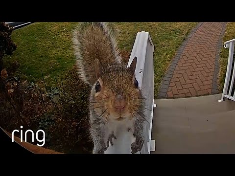 Have You Ever Seen a Squirrel Boop Before? | RingTV