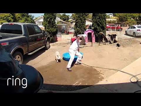 Just Another Day With a Pet Pig | RingTV