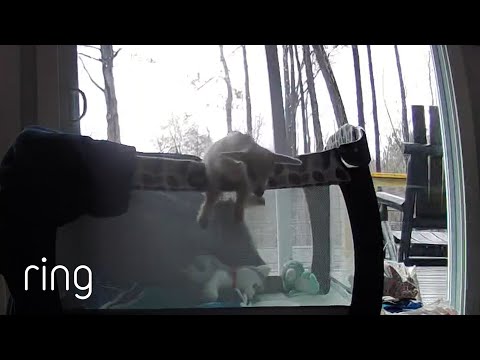Adorable Baby Goat Wants Out of Her Playpen | RingTV