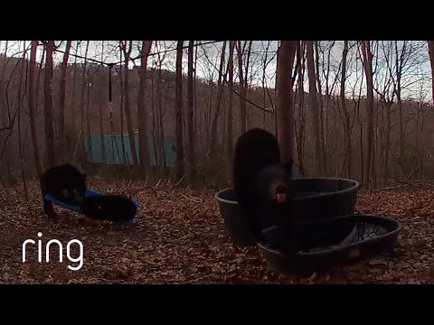 The Most Fun a Bear Can Have? | RingTV