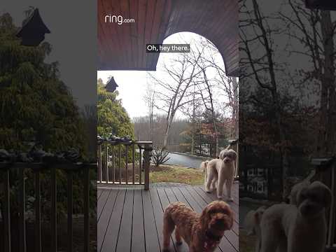 Adorable dogs wonder where their owner’s voice is coming from