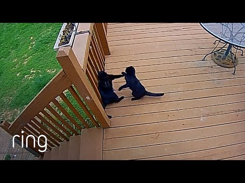 Sibling Rivalry Leads to Catfight | RingTV