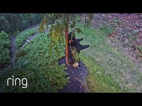 When Your Tree Becomes the Local Forest Scratching Post | RingTV