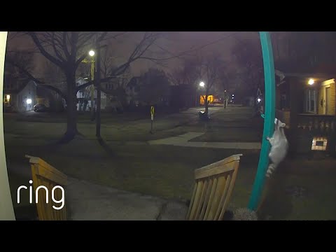 Acrobatic Raccoon Visits Home Early in The Morning | RingTV
