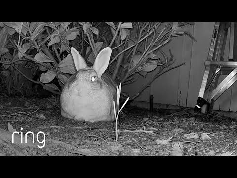 Bunny Has Her Own Ring “Livestream” | RingTV