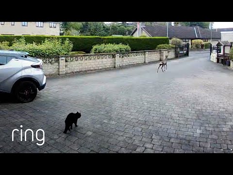Territorial Cat Stands its Ground Against a Deer | RingTV