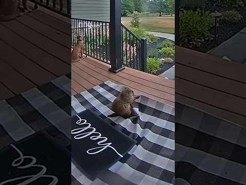 When you wonder where your deck furniture went