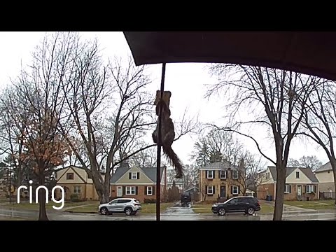 Pizza-Crazed Squirrel Shows off its Major Score | RingTV