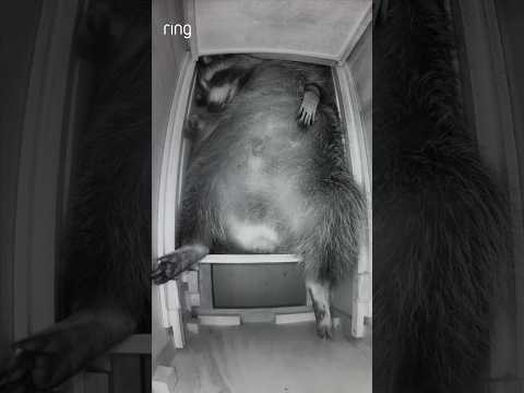 Yes, with Ring, you can even monitor your raccoon! @SanchezTheRaccoon