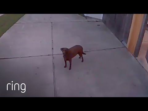 This Dog Heard Her Owner’s Voice… But Does She Listen? | RingTV