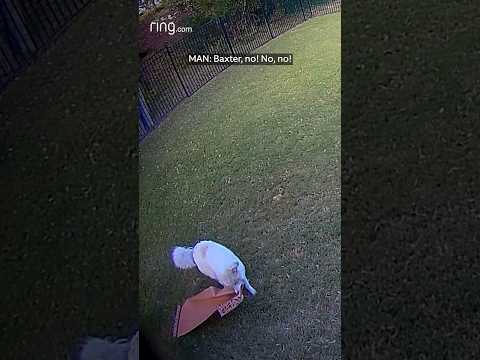 “Baxter! No!” Dog unleashes chaos on a roll of peach paper