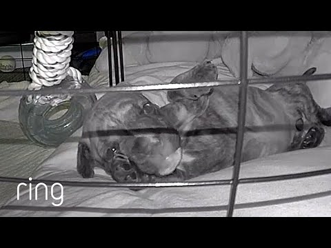 A Rescue Puppy Just Being Adorable in Her Crate | RingTV