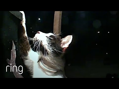 Unannounced Late-Night Guests Demand to be Let Inside | RingTV