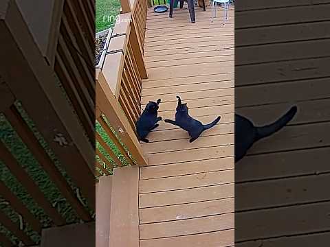 Who’s sibling rivalry also looks like this?