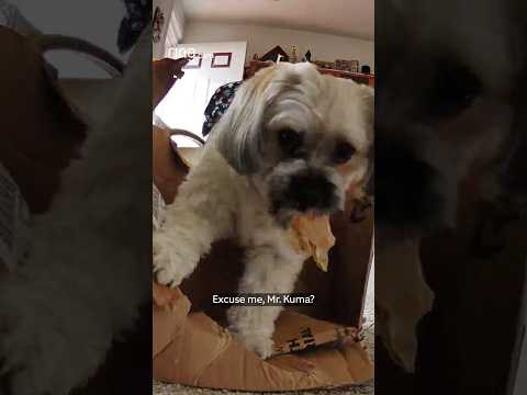 Dog knew he was being bad, but resumed doing so anyway!