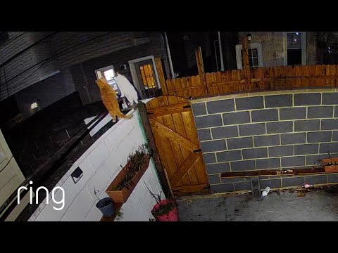 “There Isn’t Enough Room for the Both of Us!” Cats Battle it out on a Wall | RingTV