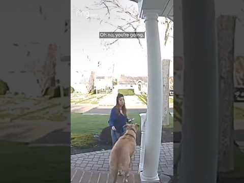 What do you do when your dog doesn’t want to go to doggy daycare?