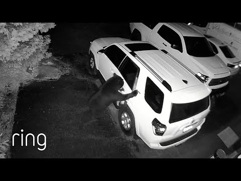 “Pesky, Nosy” Bear Comes Back to Help Itself to What’s Inside an SUV | RingTV