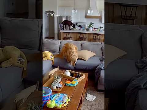 This senior dog did not want to be caught next to the naughty younger dog!