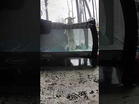 Will this baby goat break out of her playpen?