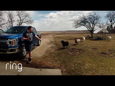 He Didn’t Realize He was the Goat Whisperer | RingTV