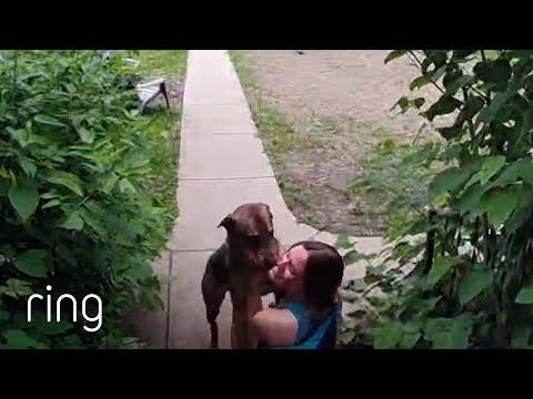 Anxious Dog Unaccustomed to Being Alone is Finally Reunited With His Owner | RingTV