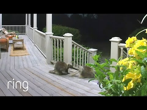 When a Porcupine is Confronted by a Motion Warning | RingTV
