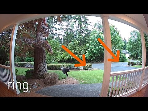 Coyotes vs. Bear! See How This Encounter Ends | RingTV
