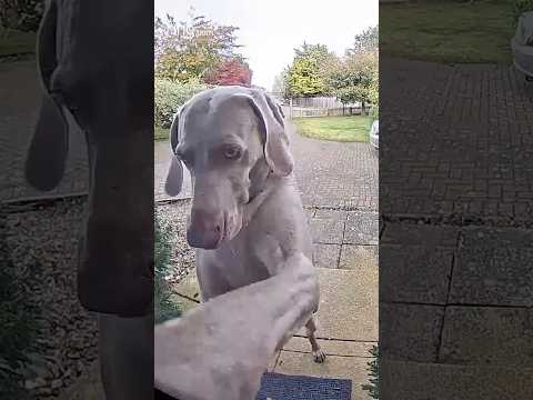 When this smart dog was locked out, she knew how to get back in