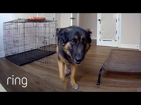 Cute Dog Examines a Ring Cam for the First Time | RingTV