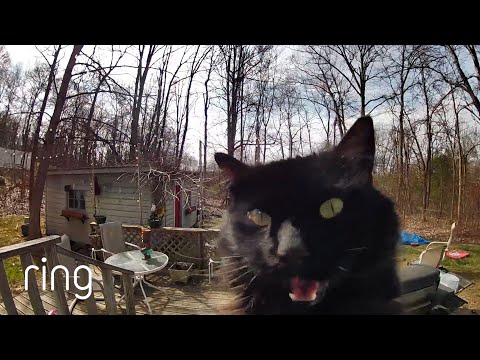 When a Stray Cat Comes to a House Looking for Food | RingTV